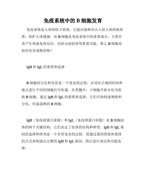 免疫系统中的B细胞发育