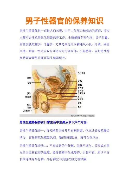 男子性器官的保养知识