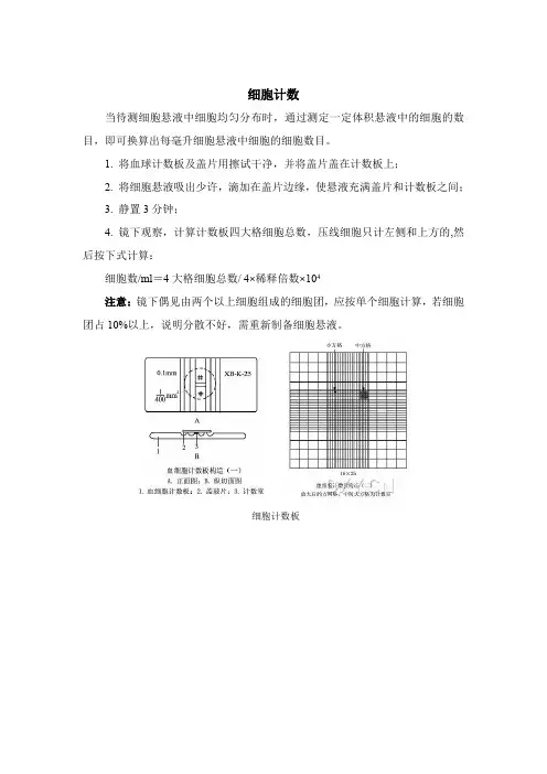 细胞计数及细胞活力检测