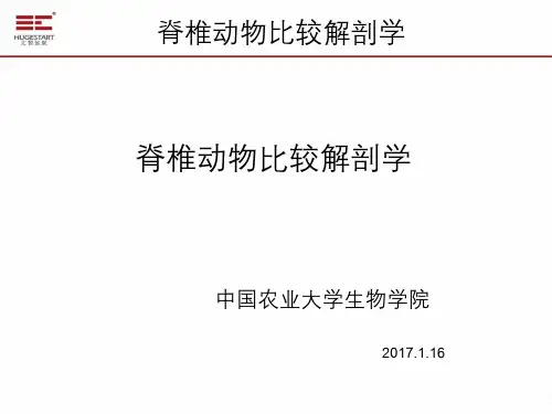 2017.1.20上午脊椎动物比较解剖学