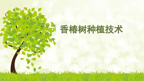 香椿树种植技术