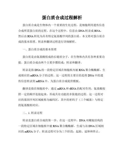蛋白质合成过程解析