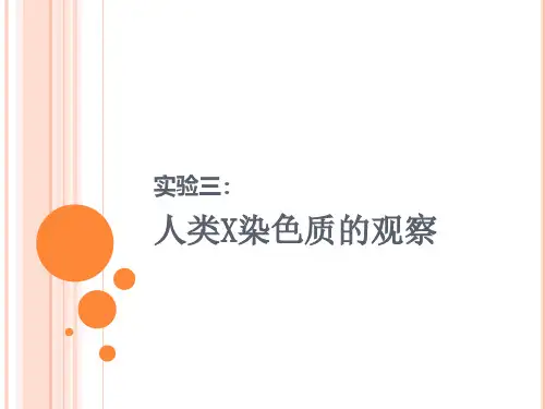 试验三、巴氏小体