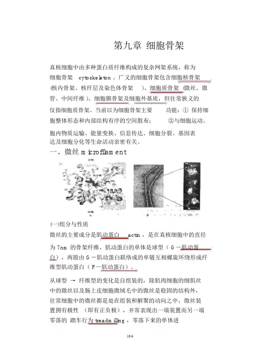 细胞生物学第九讲细胞骨架