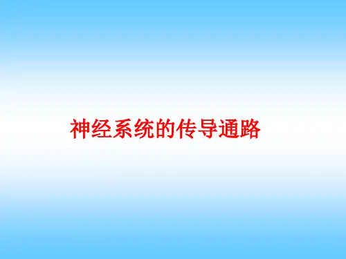 神经系统传导通路