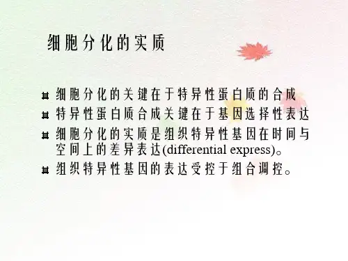 细胞生物学10细胞分化的概念