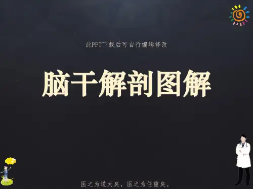 脑干解剖图解PPT课件