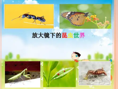 六年级科学下册_2放大镜下的昆虫世界教科版ppt(37张)标准课件