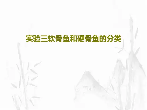 实验三软骨鱼和硬骨鱼的分类PPT文档共23页