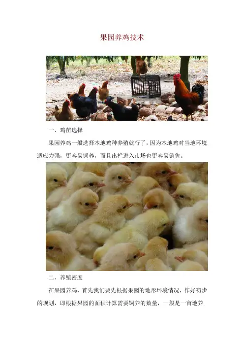 果园养鸡技术