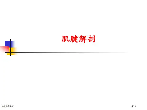 肌腱解剖医疗