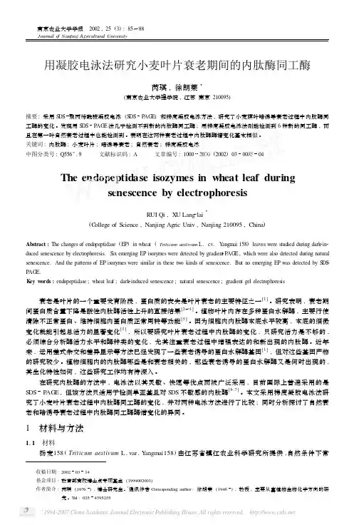 用凝胶电泳法研究小麦叶片衰老期间的内肽酶同工酶