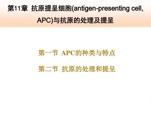 抗原提呈细胞与抗原的处理及提呈