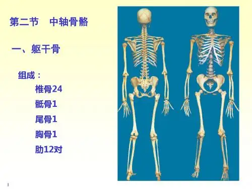2-第一章_第二节-骨学各论