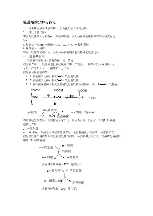 氨基酸的分解与转化