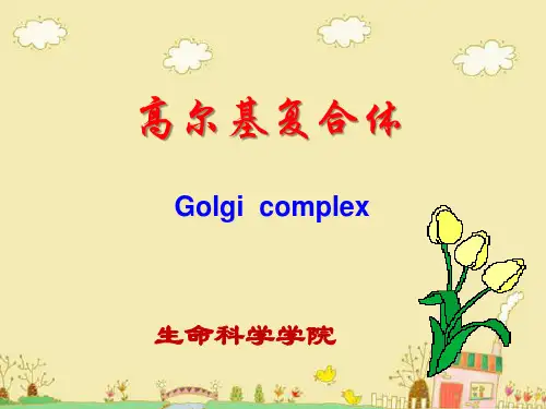 内膜系统：高尔基复合体