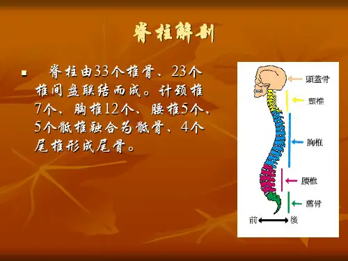 脊柱的解剖PPT课件