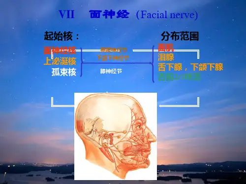 面神经解剖ppt