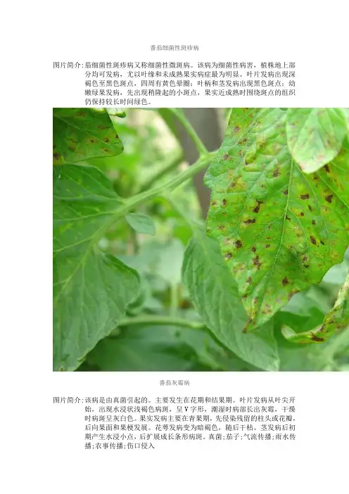 番茄病虫害图谱及防治方法介绍