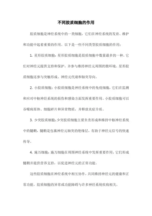 不同胶质细胞的作用