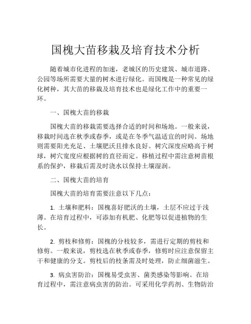 国槐大苗移栽及培育技术分析