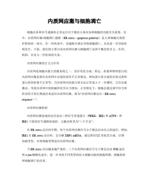 内质网应激与细胞凋亡