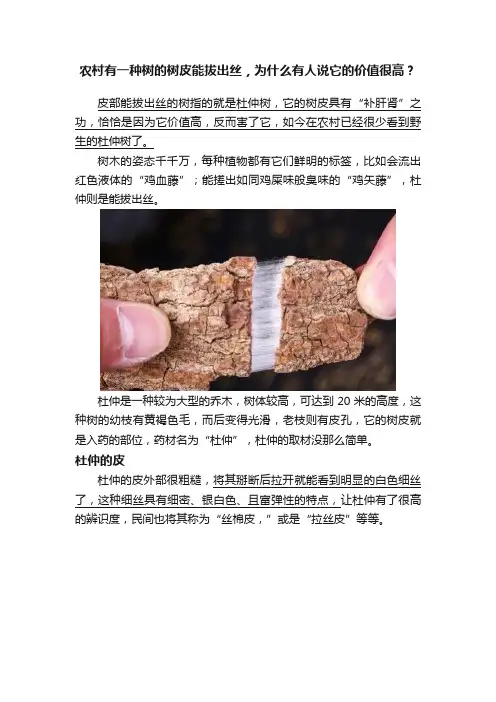 农村有一种树的树皮能拔出丝，为什么有人说它的价值很高？