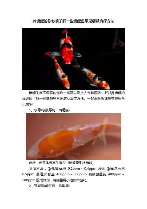 养锦鲤的你必须了解一些锦鲤鱼常见病及治疗方法