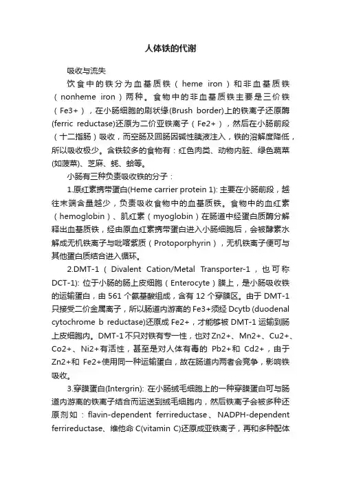 人体铁的代谢