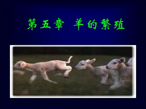 第五章羊的繁殖(简洁版)