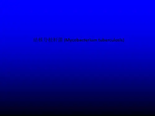 结核分枝杆菌 (Mycobacterium tuberculosis)