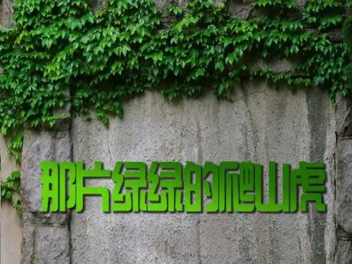 《那片绿绿的爬山虎》课件
