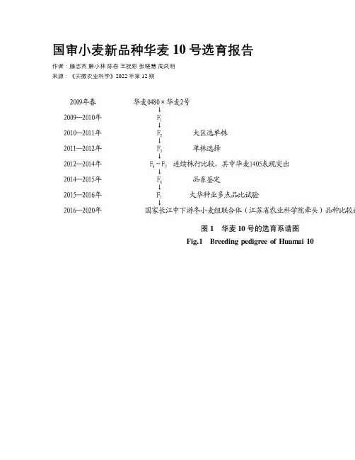 国审小麦新品种华麦10号选育报告