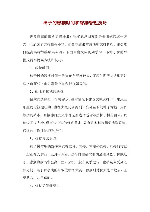柿子的嫁接时间和嫁接管理技巧