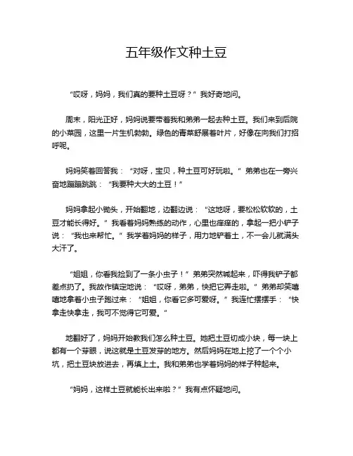 五年级作文种土豆
