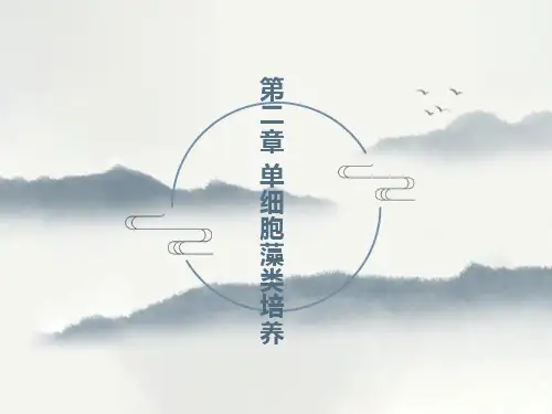 细胞藻类培养