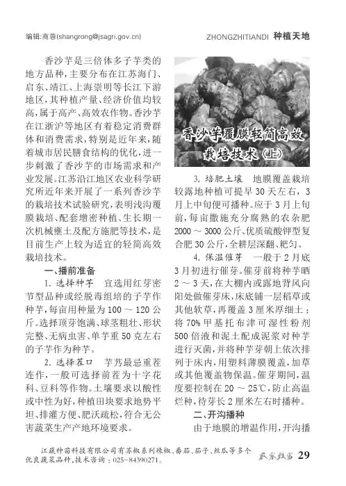 香沙芋覆膜轻简高效栽培技术(上)