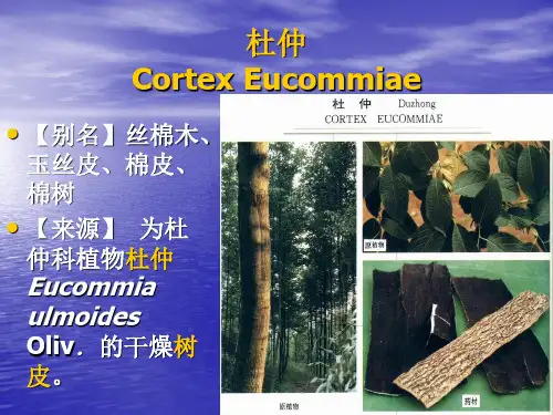 杜仲