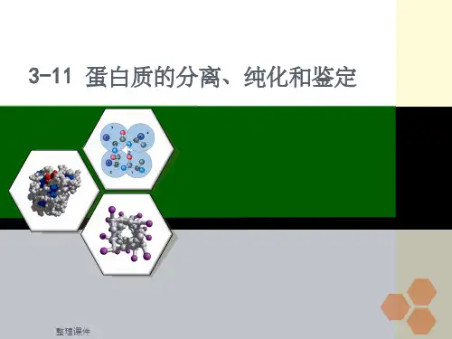 蛋白质的分离纯化和鉴定