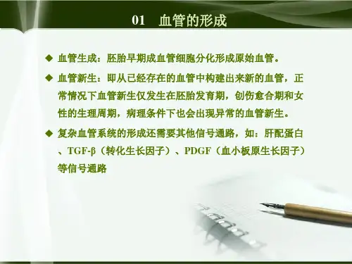 VEGF(血管内皮生长因子)-PPT文档