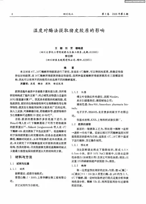 温度对酶法提取猪皮胶原的影响