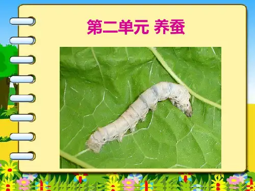 1.我们来养蚕 (1)