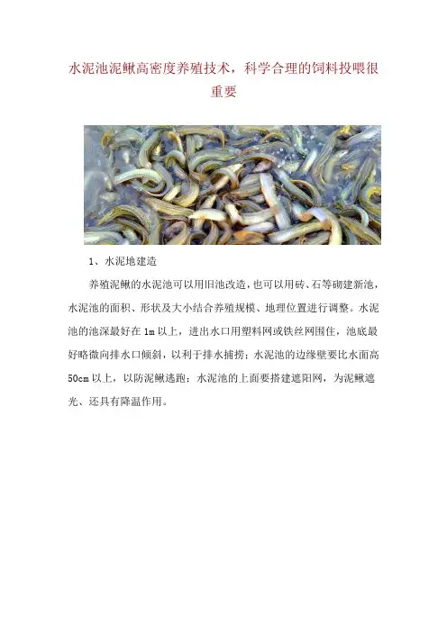 水泥池泥鳅高密度养殖技术,科学合理的饲料投喂很重要