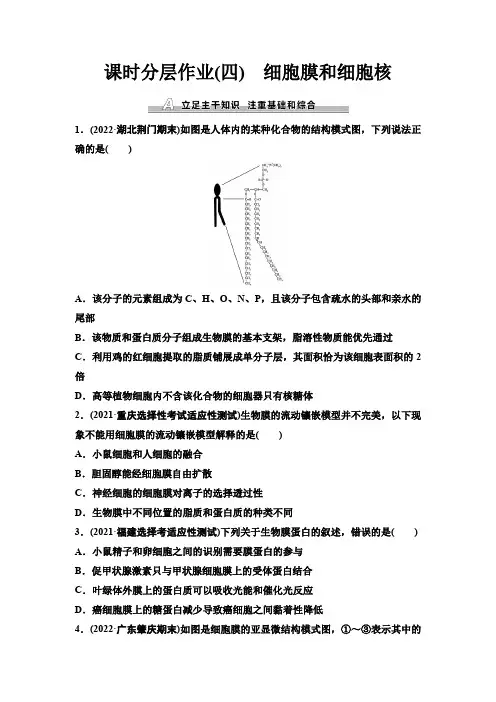 人教版高考生物一轮复习课时分层作业4细胞膜和细胞核含答案