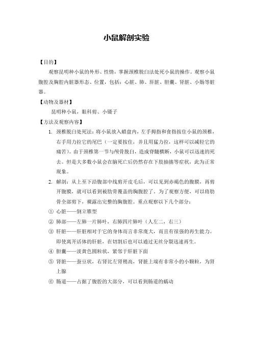 小鼠解剖实验