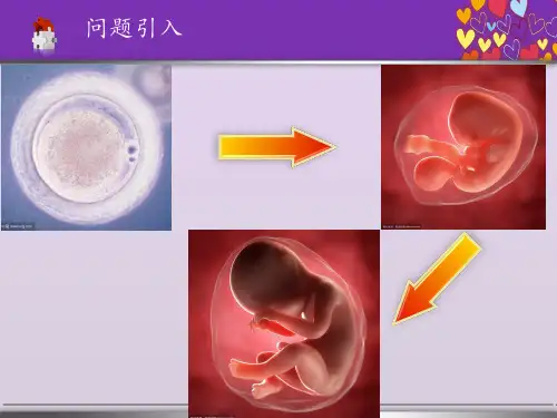 鲁科版 细胞分裂