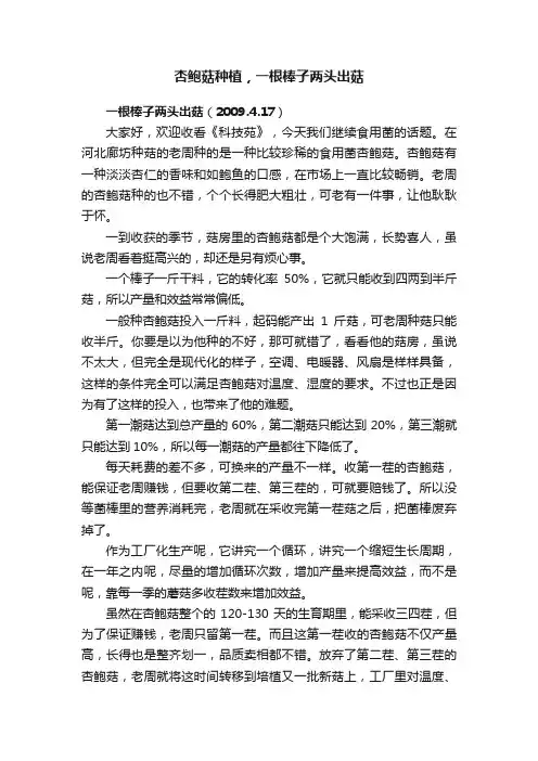 杏鲍菇种植，一根棒子两头出菇