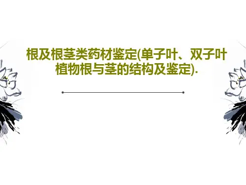 根及根茎类药材鉴定(单子叶、双子叶植物根与茎的结构及鉴定).35页PPT
