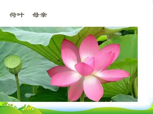 新人教版七年级语文上册第二单元《7.荷叶母亲》课件