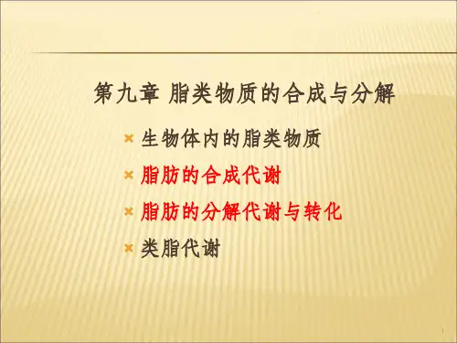脂类代谢的合成与分解